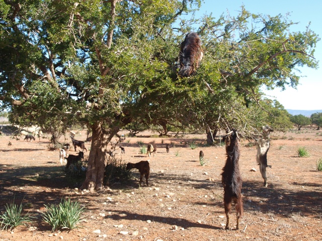 Maroko - popas na drzewku arganiowym