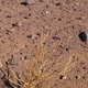 Erfoud - krajobraz pustynny
