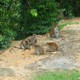 obiadujące stadko makaków 
