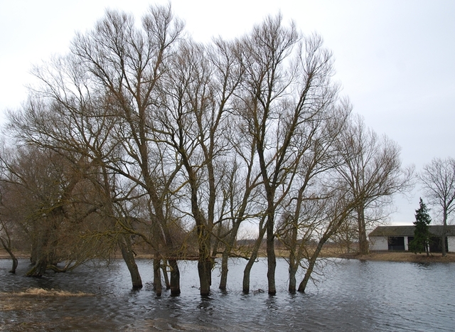 Wodne wierzby