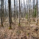 Przezroczysty las