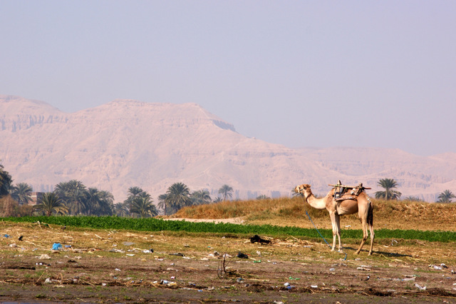 Luxor - rejs po Nilu  01 11 224