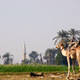 Luxor - rejs po Nilu  01 11 225