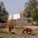 Luxor - rejs po Nilu  01 11 236