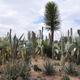 kaktusy