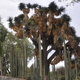 kaktusowate