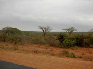 Tsavo East Kenia  luty 2009 