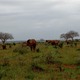 Tsavo East Kenia  luty 2009 