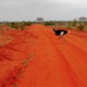 Tsavo East Kenia  luty 2009 