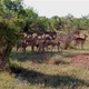 Tsavo East Kenia  luty 2009 