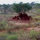 Tsavo East Kenia  luty 2009 