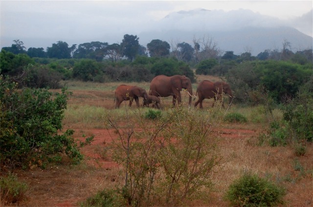 Tsavo East Kenia  luty 2009 