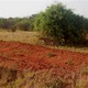 Tsavo East Kenia  luty 2009 