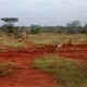 Tsavo East Kenia  luty 2009 