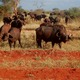 Tsavo East Kenia  luty 2009 