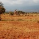 Tsavo East Kenia  luty 2009 