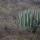 drzewo kaktusowe
