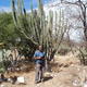 w krainie kaktusów