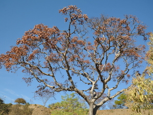 Monte Alban