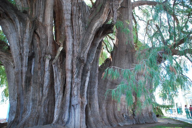 ponad 2000 letnie drzewo
