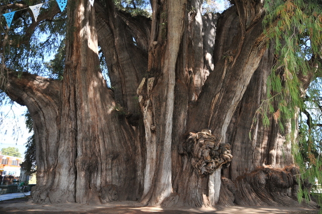 ponad 2000 letnie drzewo