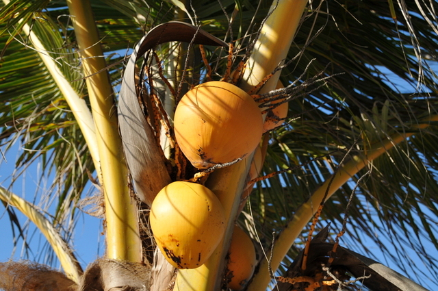 orzechy kokosowe