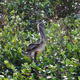 kormoran zaprzyjaźniony z pelikanem