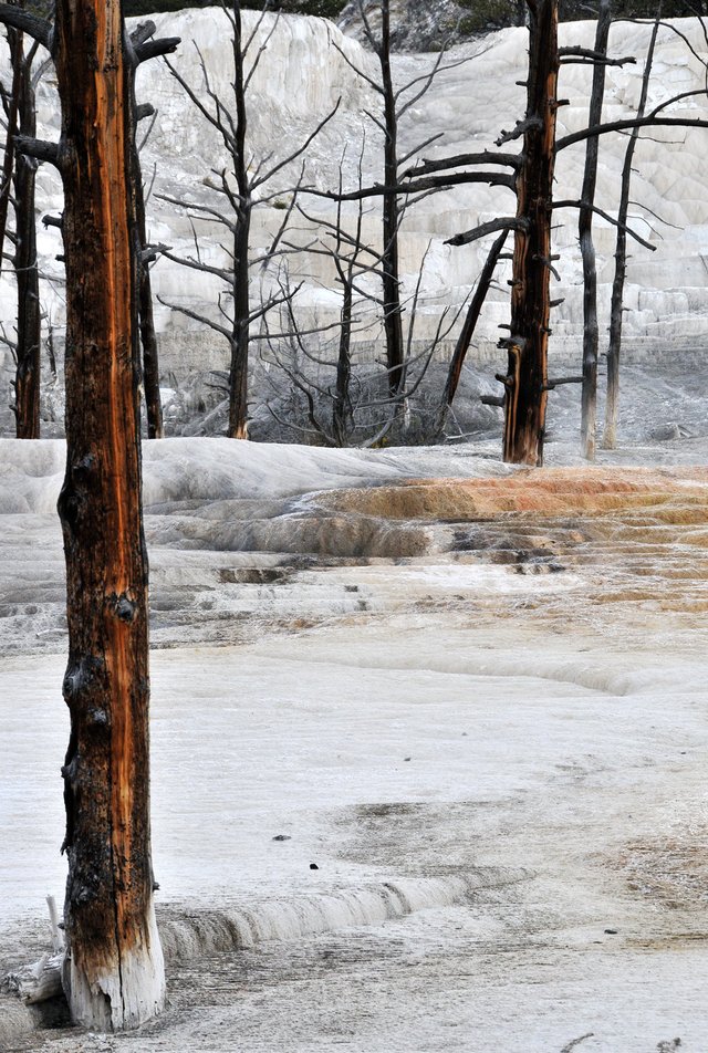Yellowstone 07
