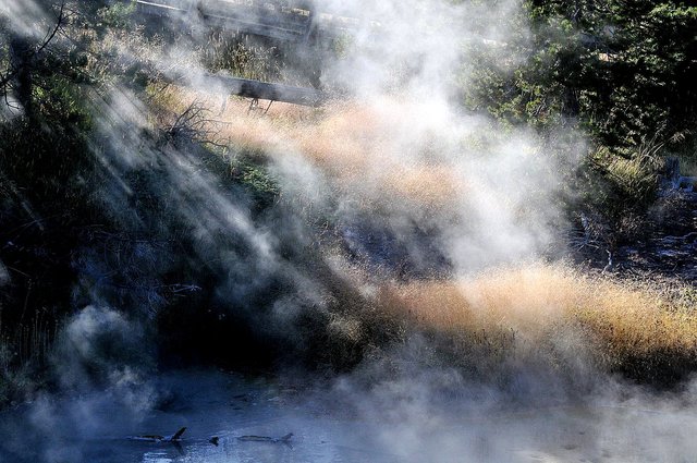 Yellowstone 26