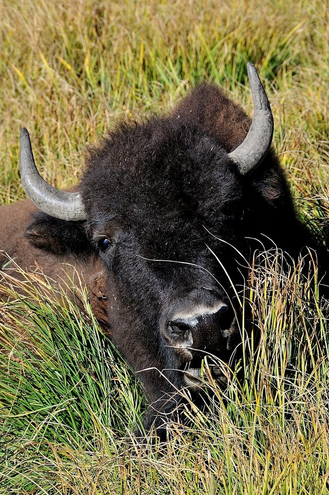 Yellowstone 32
