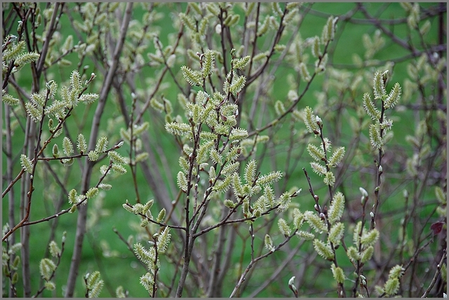Zywa zaslona