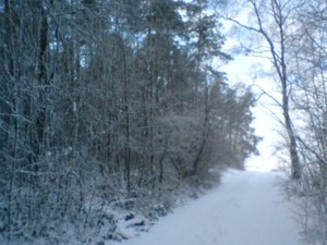 Leśna droga w zimie  
