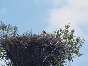 Gniazdo bociana - czeka na mamę