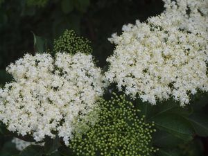 Biało