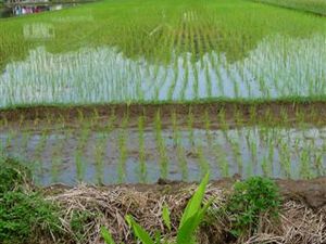 pola ryżowe