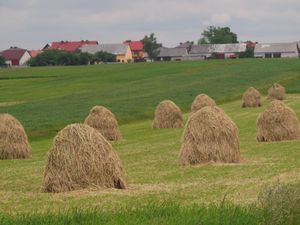 Kosmolów - łąki