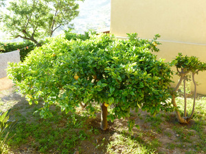 Drzewko cytrynowe w sadzie