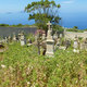 Stara czesc cmentarza pełna ostów
