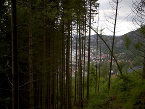 Leśny krajobraz z drodze na Floyen