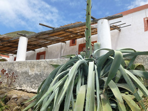 Dom z kaktusem