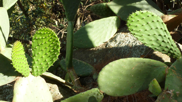 Niektóre kaktusy kłują