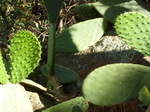 Niektóre kaktusy kłują