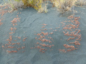 Różowe skały pod czarnym piaskiem