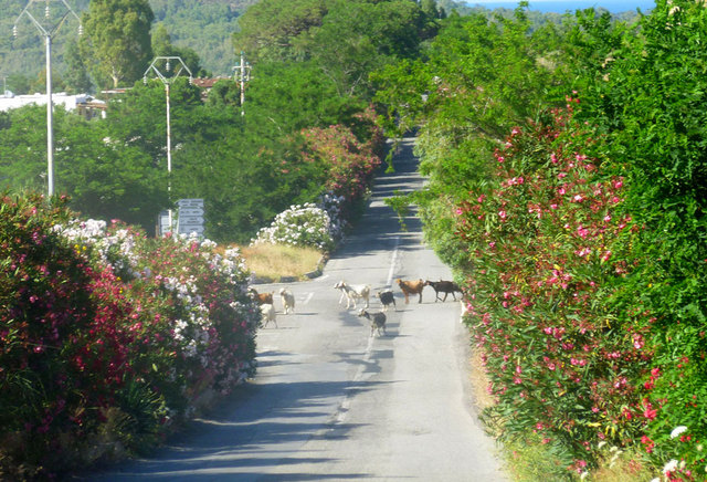 Pasterz przeprowadza stado przez drogę