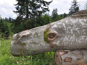 Humbak Bieszczadzki :)