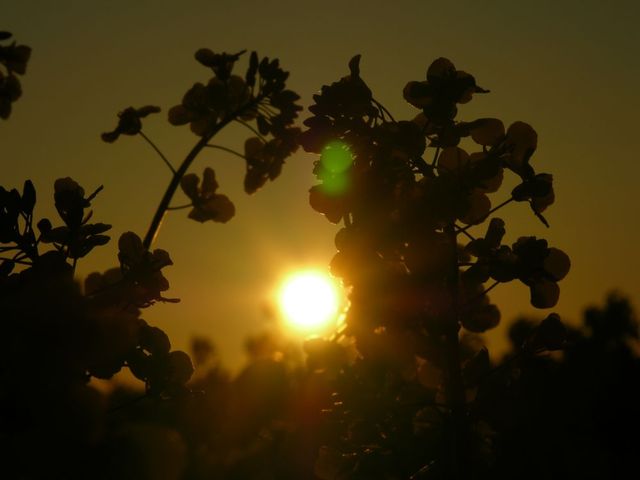 Dscn5460