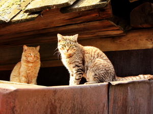 koty znad Bajkału