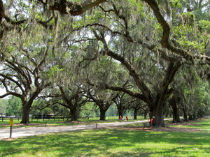 Charleston (SC)