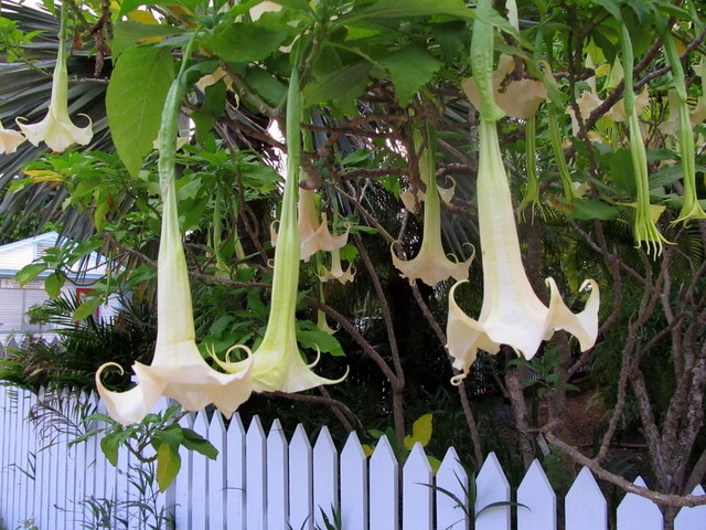 Key West (FL)