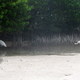 Lower Matecumbe Key (FL)